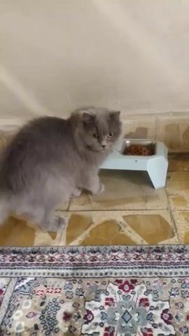 A gray cat eats from a blue elevated feeder on a tiled floor. The cat is fluffy and has yellow eyes. After eating, the cat walks away from the feeder and across a rug with floral designs. The room has white walls.