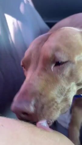 A close-up video shows a tan pit bull dog with its eyes closed, resting its head on a person's arm or leg in what appears to be the passenger seat of a car. The dog occasionally licks the person's skin. Sunlight is visible entering the car from the left side, casting shadows. The dog is wearing a blue collar with a purple tag. The background is blurred, showing the interior of a car with gray upholstery.