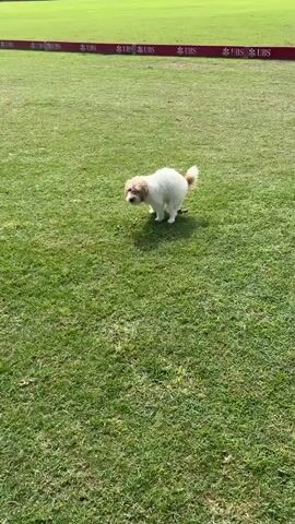 A small white and tan dog is in the middle of a grassy field with a red and white banner in the background. The dog is facing left and appears to be defecating. The banner has "UBS" printed on it multiple times. The field is well-maintained and appears to be a sports field, possibly for polo. The sky is bright, suggesting it is daytime.
