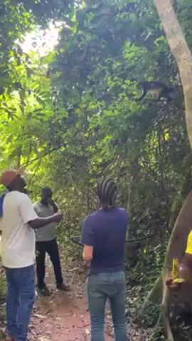 Several people are gathered on a dirt path in a lush, green forest, looking up at a monkey in the trees. The people are diverse and dressed in casual clothing; one man wears a straw hat and yellow shirt. They appear to be tourists or visitors being guided through the forest. Some hold bananas in their hands, possibly to feed the monkey. The monkey is positioned high in the branches of the trees. The scene conveys a sense of wonder and interaction with wildlife in a natural setting.