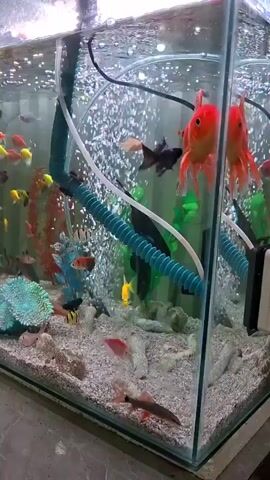 The video shows a brightly lit aquarium filled with numerous colorful fish swimming among artificial decorations. The aquarium contains a variety of fish, including several large goldfish, smaller brightly colored fish such as red, yellow, and orange tetras, and some darker fish. The tank has a gravel substrate at the bottom and several decorative items, including artificial coral or anemones, and colorful plastic plants. An air pump is running, creating a stream of bubbles rising to the surface, and there are tubes and equipment visible within the tank, likely for filtration and aeration. The camera pans slowly across the aquarium, capturing the active movement of the fish.