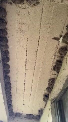 The video shows a close-up, upward view of a concrete ceiling or overhang. The surface is textured and appears to be unfinished or weathered. Along the edges of the ceiling, where it meets the walls, there are numerous bird nests constructed from mud and other natural materials. These nests are clustered together, forming dense rows. The nests are roughly spherical or cup-shaped with small openings. Some of the nests appear to be intact and complete, while others may be in various stages of construction or repair. The lighting suggests it is daytime, and the environment seems to be outdoors or in an open-air structure, as evidenced by a hint of greenery or a window frame visible on the right side of the frame. The focus is on the bird nests and their placement on the architectural surface.