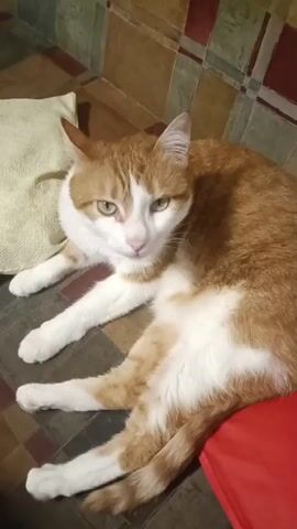 An orange and white cat is lying on a couch with a patterned background. A pillow is behind the cat's head. The cat is looking to the left. A hand reaches into the frame and pets the cat's chest.