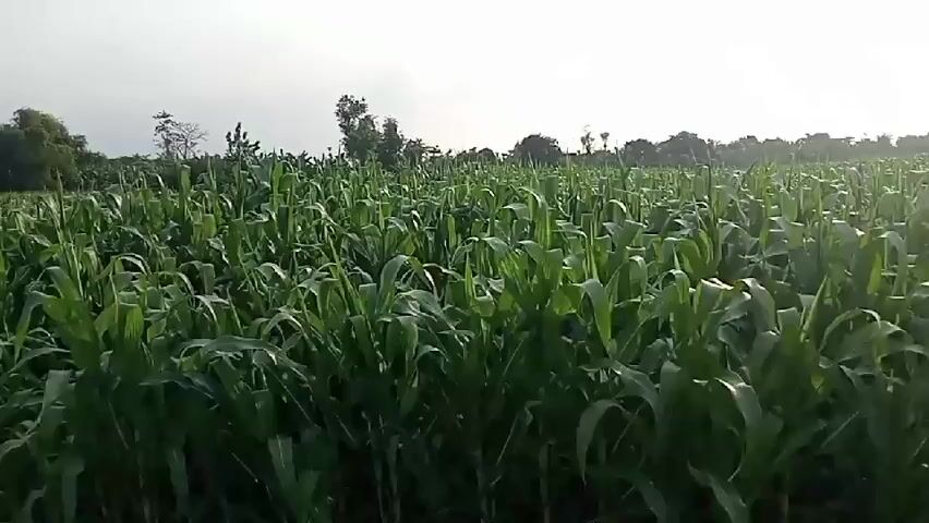 The video shows a cornfield with tall green stalks. A dirt path runs through the field, bordered by irrigation ditches. The sky is bright and hazy, suggesting it is daytime. The camera appears to be mounted on a moving vehicle or held by someone walking, as there is a slight wobble to the footage. The overall impression is of an agricultural landscape under a clear sky.