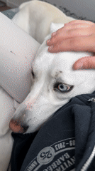 Blue-eyed white dog chills at home alongside handpan and wall art