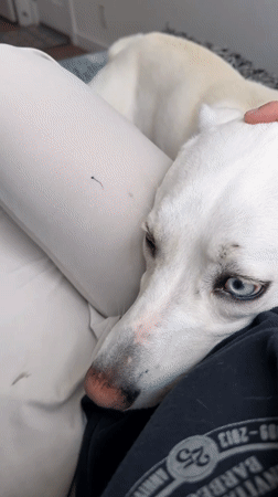 Blue-eyed white dog chills at home alongside handpan and wall art