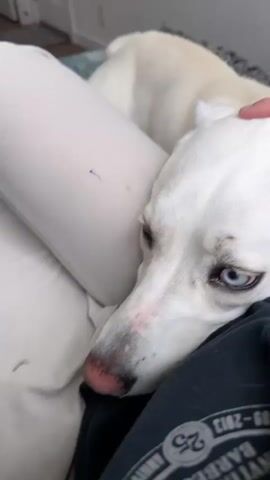 The video shows a close-up of a white dog's face, with its head resting on a dark gray hooded sweatshirt. The dog has striking blue eyes and its nose is pink. A person's hand is gently stroking the top of the dog's head. In the background, another white dog is visible, lying down. The scene appears to be indoors, possibly on a bed or sofa, with a light-colored pillow or cushion also in view. The lighting is soft, and the focus is primarily on the dog's face and the interaction with the person's hand.