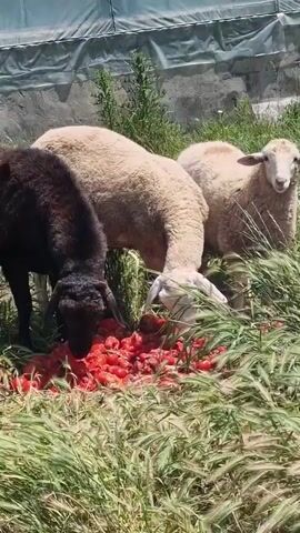 Three sheep are gathered around a pile of red tomatoes in a grassy outdoor area. One sheep is black, and the other two are white. The sheep are actively eating the tomatoes. The background shows a concrete wall and a green tarp. The lighting suggests it is daytime.