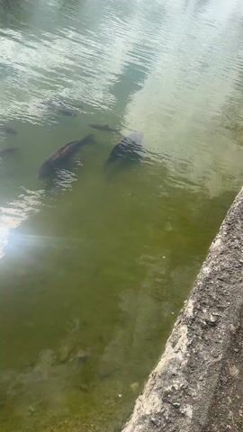 The video shows several fish swimming in murky green water. The fish are dark in color and appear to be carp. The water is slightly rippled. The bottom of the pond is visible, but obscured by the water's color.