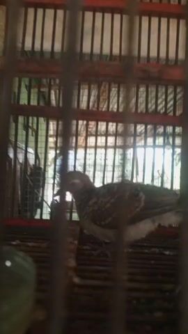 A small bird sits inside a cage made of metal bars and wooden planks. The bird is brown and white with striped patterns on its wings and tail. It is looking to the left, and its beak is slightly open. The cage is placed on what appears to be a wooden surface. The background is blurred, but it seems to be an outdoor environment with greenery visible through the bars. The lighting is bright, suggesting it is daytime.
