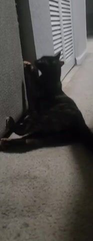 A black cat with patches of brown and white fur is scratching a textured grey wall with its front paws. The cat is in a seated position on a grey carpet, with its hind legs extended out in front of it. Its head is turned to the left, and its mouth is open. In the background, a white radiator with horizontal slats is visible. The lighting is dim.