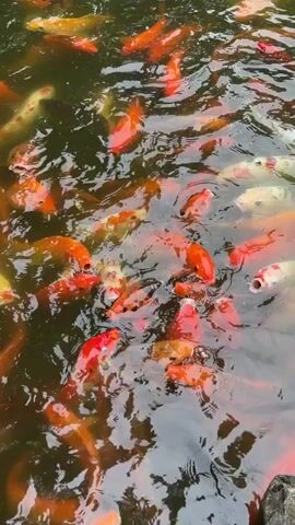 A school of koi fish swim in a pond. The fish are predominantly orange and white with some black markings. They are crowded together near the surface of the water, with their mouths open as if feeding. The water is murky and reflects the surrounding environment. The camera is positioned above the pond, looking down at the fish.