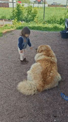 Toddler plays with dog, touches flowers in Kempelevo
