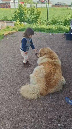 Toddler plays with dog, touches flowers in Kempelevo