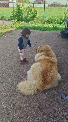 Toddler plays with dog, touches flowers in Kempelevo