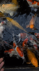 Colorful koi fish feeding in Ubud pond