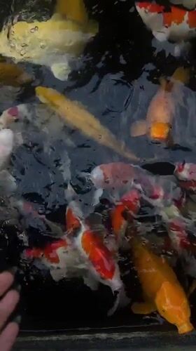 Colorful koi fish feeding in Ubud pond