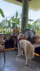 Hugo the dog relaxing at a Mengwi open-air cafe