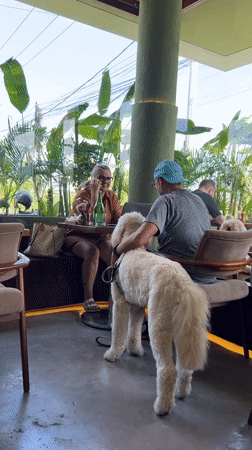 Hugo the dog relaxing at a Mengwi open-air cafe
