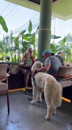 Hugo the dog relaxing at a Mengwi open-air cafe