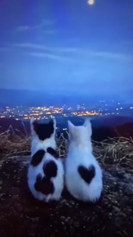 Two kittens sit side-by-side on a rocky surface, facing away from the camera, looking out at a panoramic view of a city illuminated by countless lights below a deep blue twilight sky. The kitten on the left is black and white with irregular black patches on its back. The kitten on the right is predominantly white with a distinct black heart-shaped marking on its hindquarters. A faint crescent moon is visible in the upper portion of the sky. The foreground consists of rough rocks and dry grass. The overall atmosphere is serene and quiet, suggesting a peaceful moment of observation.