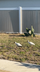 White ibis birds forage on Cape Coral residential lawn