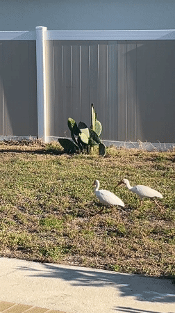 White ibis birds forage on Cape Coral residential lawn