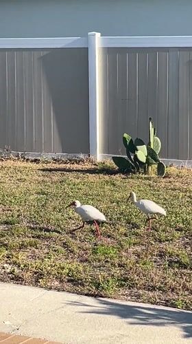 White ibis birds forage on Cape Coral residential lawn