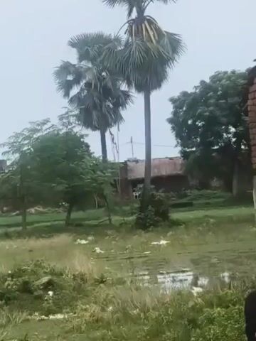 The video shows an outdoor scene with several palm trees in the foreground and middle ground. There are also some smaller trees and bushes scattered throughout the scene. In the background, there are some buildings and a dense area of trees. The sky is overcast, suggesting it might be raining or about to rain. The ground appears to be somewhat wet and muddy in places. There is some debris scattered on the ground, including what appears to be white plastic. The camera is panning across the scene.