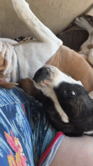 Dogs and a cat relaxing at home in Nevinnomyssk