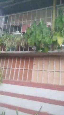 The video shows a close-up of a plant with long, variegated green and yellow leaves. The plant is in a red pot. In the background, there is a building with a window covered by a white metal grill. There are also other green plants visible behind the grill. The lighting suggests it might be an overcast day or indoors. The camera pans slightly, focusing on the leaves of the plant.
