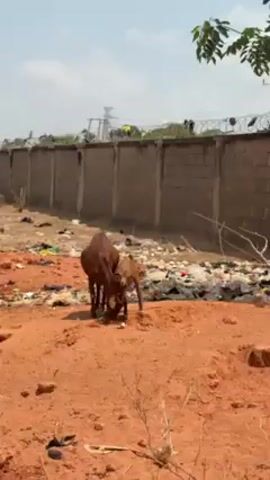 The video shows two goats, one large and one smaller, both with a reddish-brown color. They are eating near a wall covered in barbed wire, in an area with a lot of trash strewn about. The ground is mostly red dirt. An electrical tower is visible in the background, and the sky is overcast.