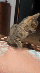 Tabby kitten roams and plays around a cozy home
