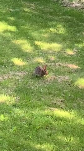 A brown rabbit is shown in a grassy area. The rabbit is facing forward and appears to be nibbling on something in the grass. The background consists of more grass and a wooden fence. Sunlight is casting shadows on the grass. The video is very short, lasting only a few seconds.