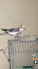 Cockatiel drinking water, cat lounging nearby — morning at home