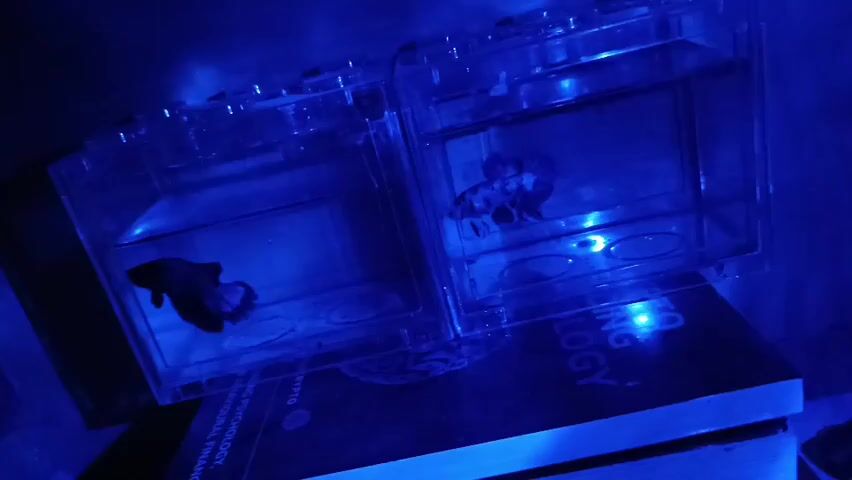 The video shows two betta fish in separate clear plastic containers, illuminated by blue and green lights. The containers are placed on top of books, one of which has the word "PSYCHOLOGY" visible on its spine. The fish are swimming in their respective tanks.