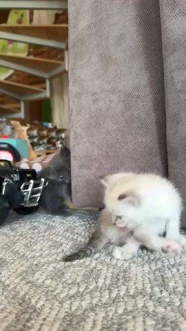 A close-up shot shows two kittens on a grey carpeted floor. A large, dark-colored toy truck is parked to the left. In the foreground, a white kitten is grooming itself. To the left, a dark grey kitten is peeking out from behind a beige curtain. The background shows a wooden staircase with shelves, filled with various items.