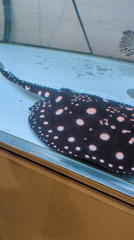 Seoul visitor captures aquarium, sauna, festival scenes overnight