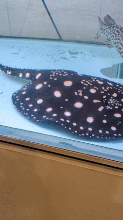 Seoul visitor captures aquarium, sauna, festival scenes overnight