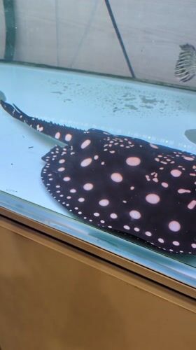 Seoul visitor captures aquarium, sauna, festival scenes overnight