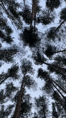 Forest nature walk documented near Zav'yalovo, Russia