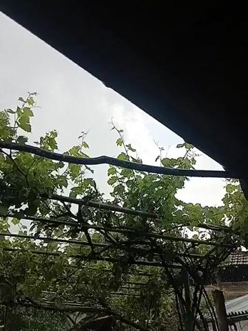 The video presents a low-angle shot of a grape vine growing on a wooden trellis. The sky is overcast, and the perspective is from underneath a dark structure, possibly a roof or awning. The grape vine is lush with green leaves and tendrils, obscuring much of the background which appears to be a residential area with houses. There are no people visible in the frame. The only movement is the natural sway of the leaves due to wind or rain.