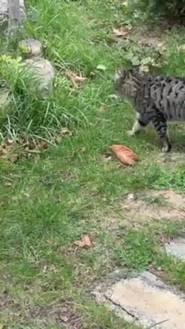 The video shows a calico cat in a grassy backyard.  The backyard contains several stone or concrete objects, trees, shrubs, and a stone-paved path.  The cat moves around some of the objects and trees.