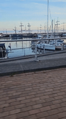 Evening stroll around Lelystad's marina and waterfront paths