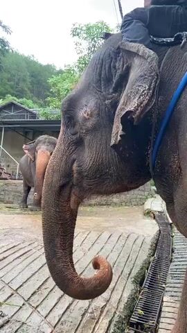 The video shows a close-up perspective of an elephant from behind, with its tail and hindquarters filling the frame. A person is seated on the elephant's back, partially obscured by the animal. The elephant is walking on a paved surface, possibly a pathway or road, with some greenery visible in the background. Another elephant, also with a rider, can be seen walking in the distance. The scene appears to be outdoors, possibly in a tourist area or sanctuary, given the presence of multiple elephants and riders. There's also what appears to be a roof structure in the background. The elephant's skin is textured, and a blue rope is visible around its body.