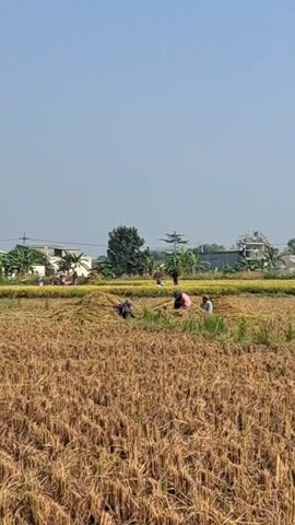 A group of people are harvesting crops in a field under a clear blue sky. The field is filled with dry, golden stalks of harvested grain. Several individuals are bent over, engaged in the task of gathering and bundling the crops. In the background, there are houses and trees, suggesting a rural or semi-rural setting. The overall impression is one of agricultural labor taking place on a sunny day.