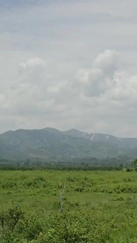 The video shows a green field with a mountain range in the background. The sky is cloudy. The field is full of short, green plants. The mountains are covered in trees. There is a small town at the base of the mountains. It appears to be a bright day.