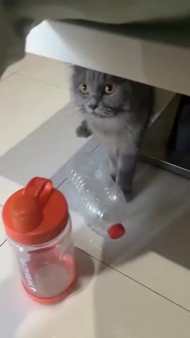 A medium shot shows a gray fluffy cat sniffing a clear plastic water bottle with a red cap. Next to the bottle is a clear plastic shaker cup with an orange lid and handle. The cat is on a tiled floor. The lighting suggests an indoor environment.