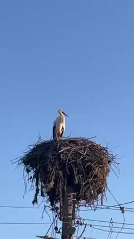 The video shows a white stork standing in a large nest made of sticks and branches, perched atop a utility pole. The sky is clear and blue. Power lines are visible beneath the nest. The stork is standing still, facing left.