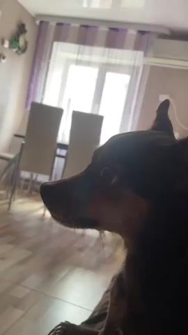 A dark-haired dog is filmed from the chest up, with its head turned to the left. A hand briefly comes into view and pets the dog's head. The dog is in a room with wood-toned floors and beige chairs visible in the background. A window covered by sheer purple curtains is also visible.